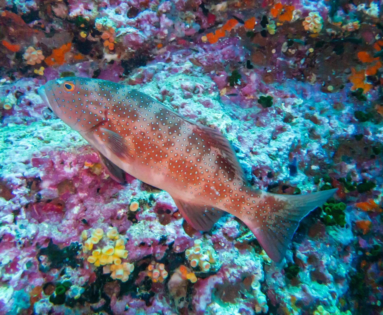 Spotted coral grouper resting on a colorful encrusted reef at Sail Rock