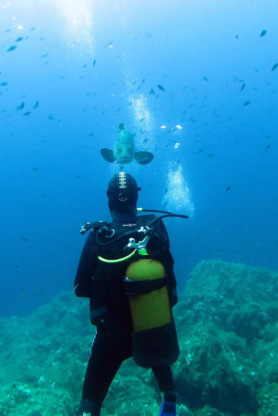 A dusky grouper approaches a scuba diver head-on at La Gabiniere