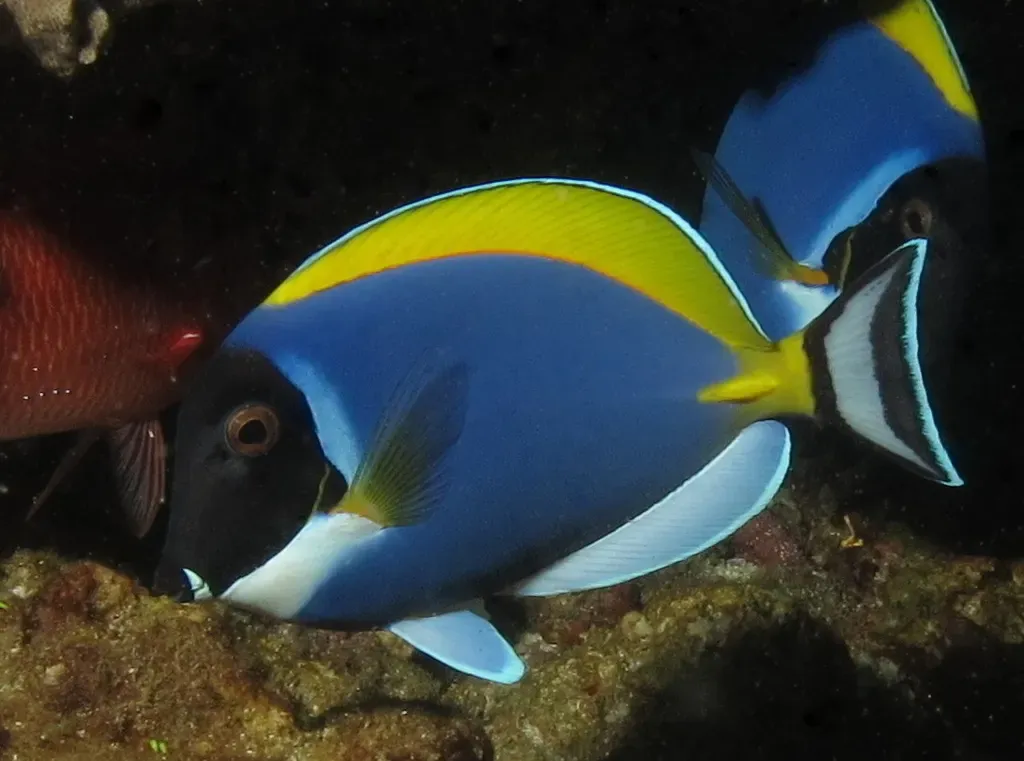 A powder blue tang swims over the reef at Ponta do Ouro, Mozambique.