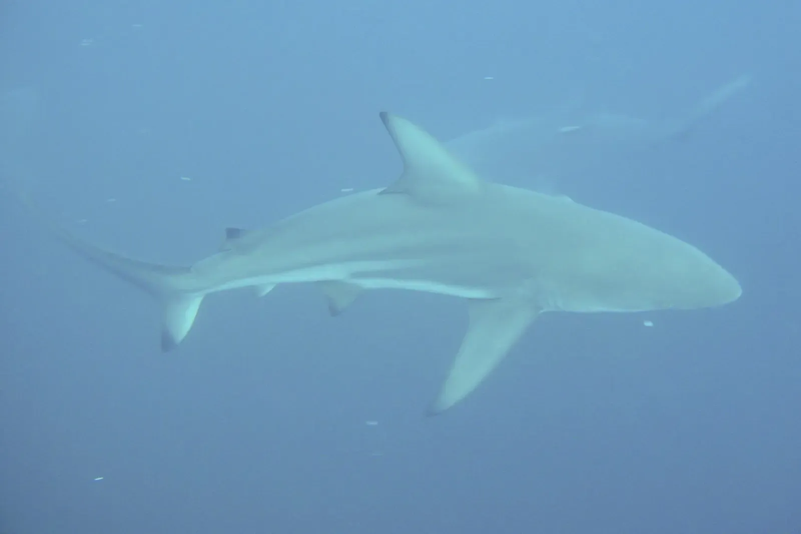 A shark seen in sharp side profile against open blue water at Protea Banks