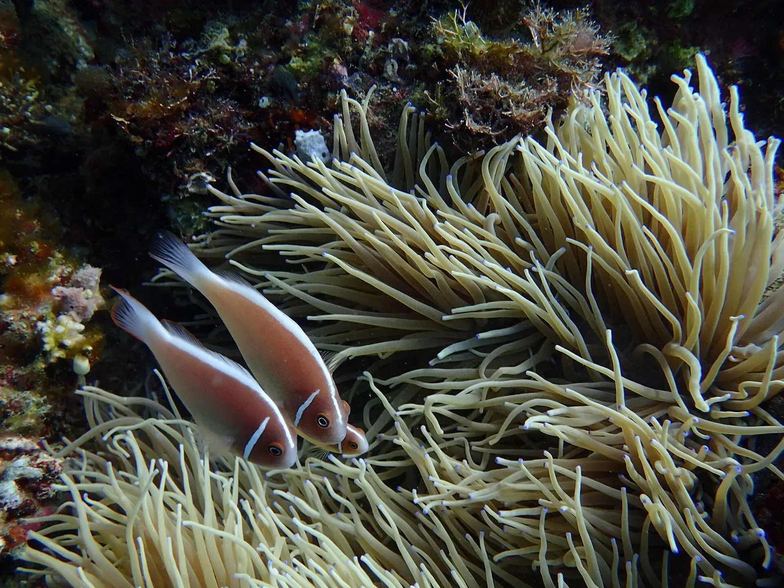 A pair of pink anemonefish shelter among the waving tentacles of a sea anemone.