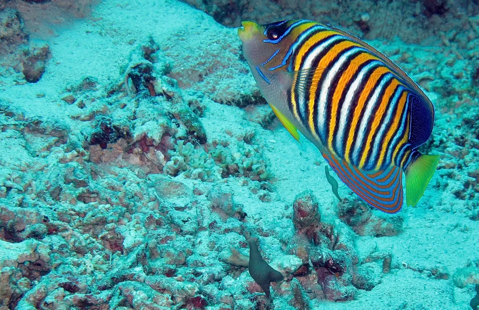 Regal angelfish with bold blue and yellow stripes in front of a sea fan