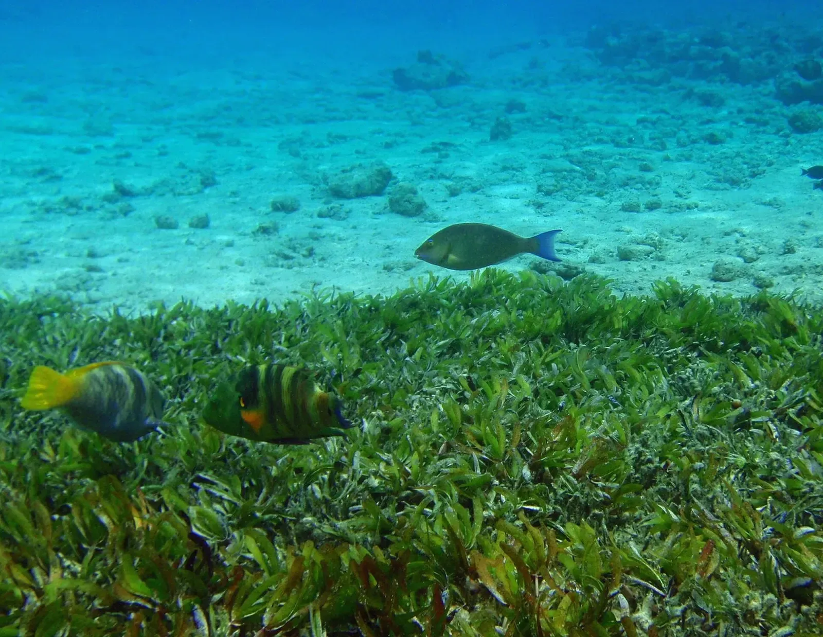 Parrotfish and angelfish swim over a seagrass meadow in Ras Mohammed National Park.