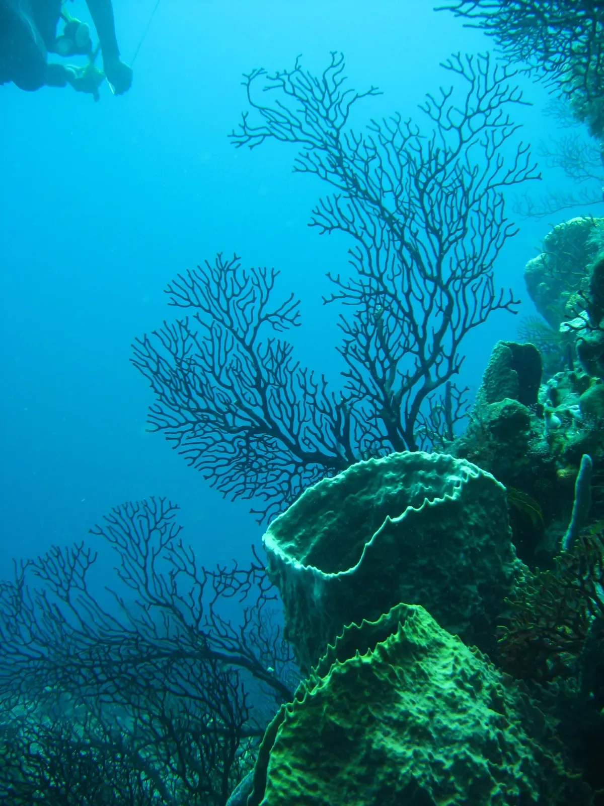 A diver's fins beside a black sea fan and barrel sponges on a coral wall near Soufrière, St. Lucia.