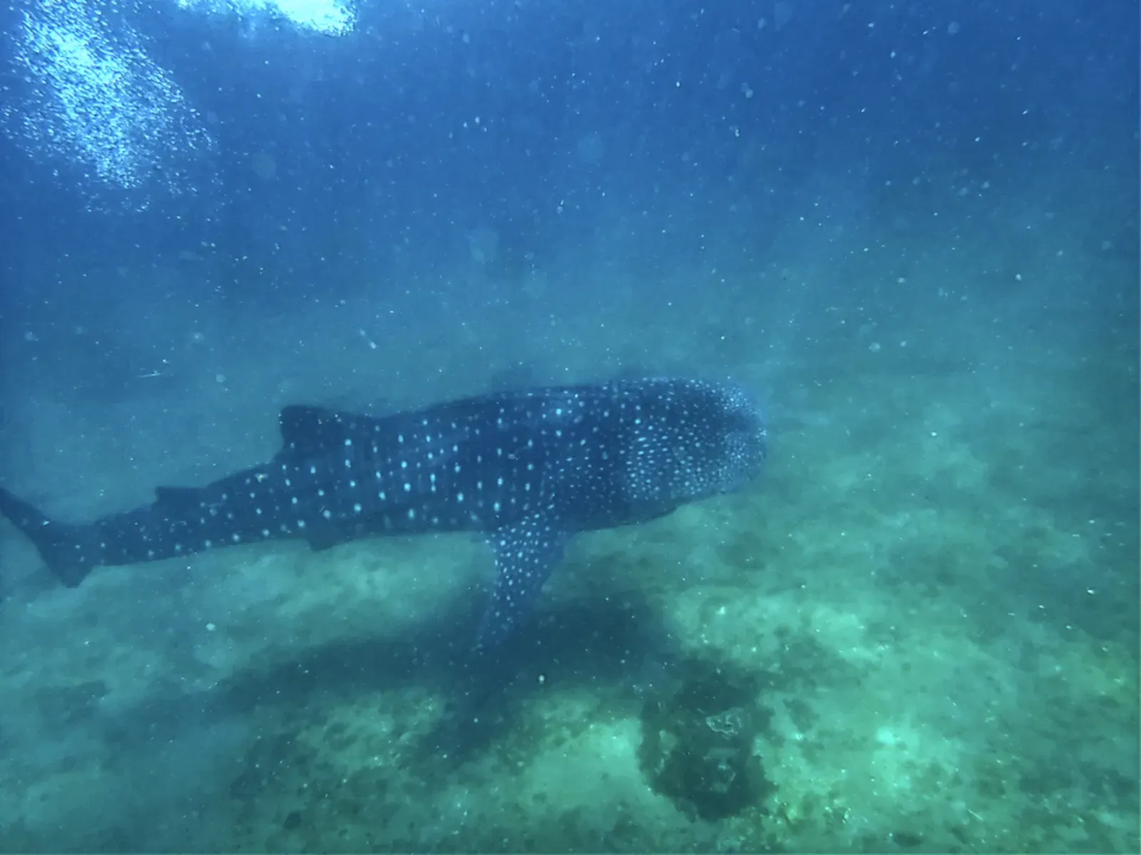 A whale shark cruises over a shallow reef in Sogod Bay, southern Leyte.
