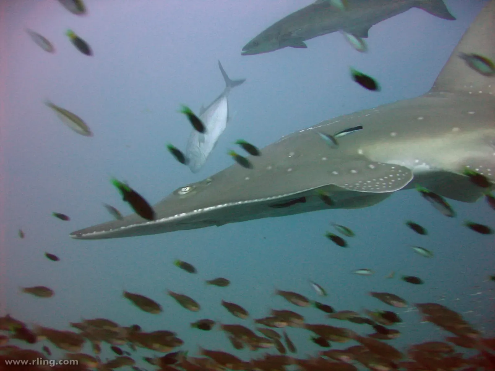 Whitespotted guitarfish gliding over the SS Yongala wreck amid a school of small fish