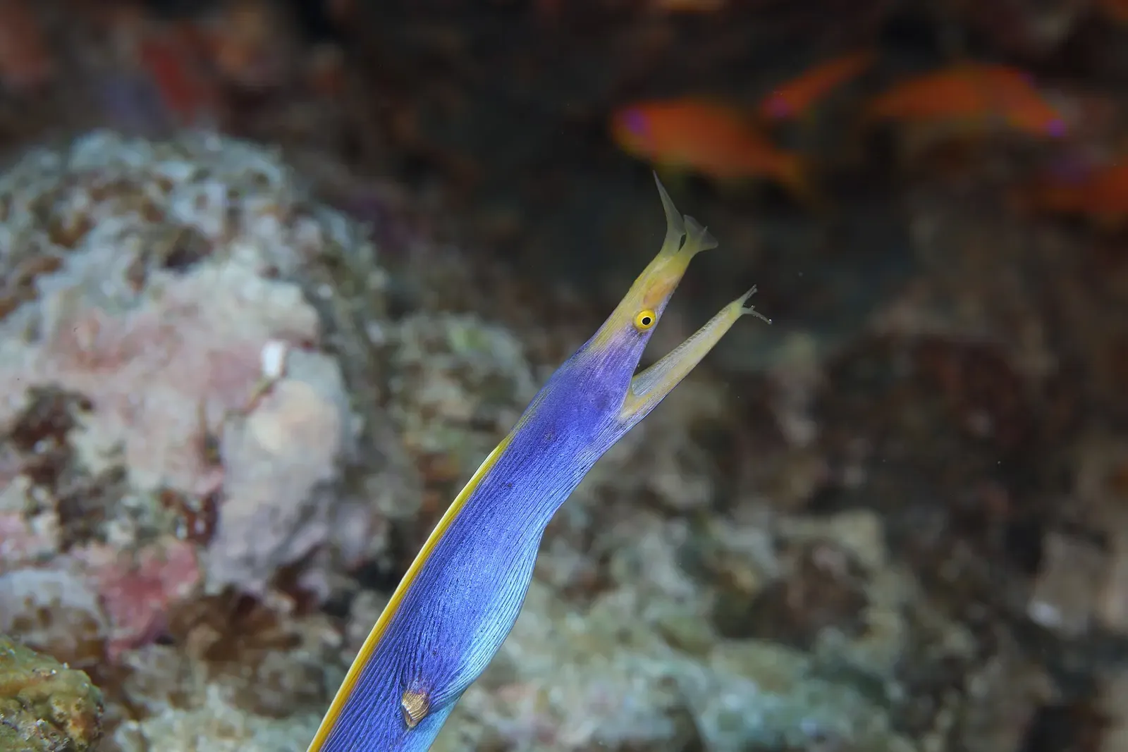 Blue ribbon eel with its head raised above a sandy patch of reef near Weh Island
