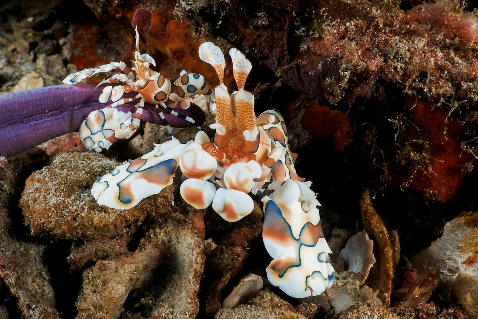 A pair of harlequin shrimp with ornate white and orange patterning tucked into a reef crevice