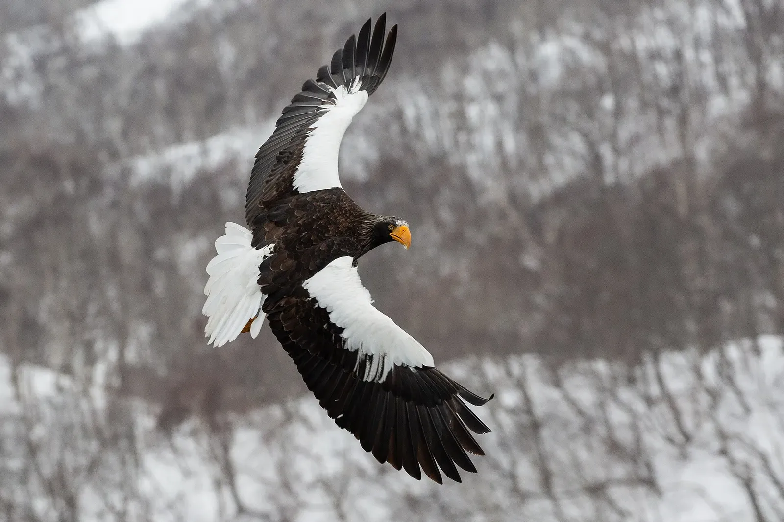 A Steller's sea eagle flies with wings spread wide against a snow-covered hillside near Rausu