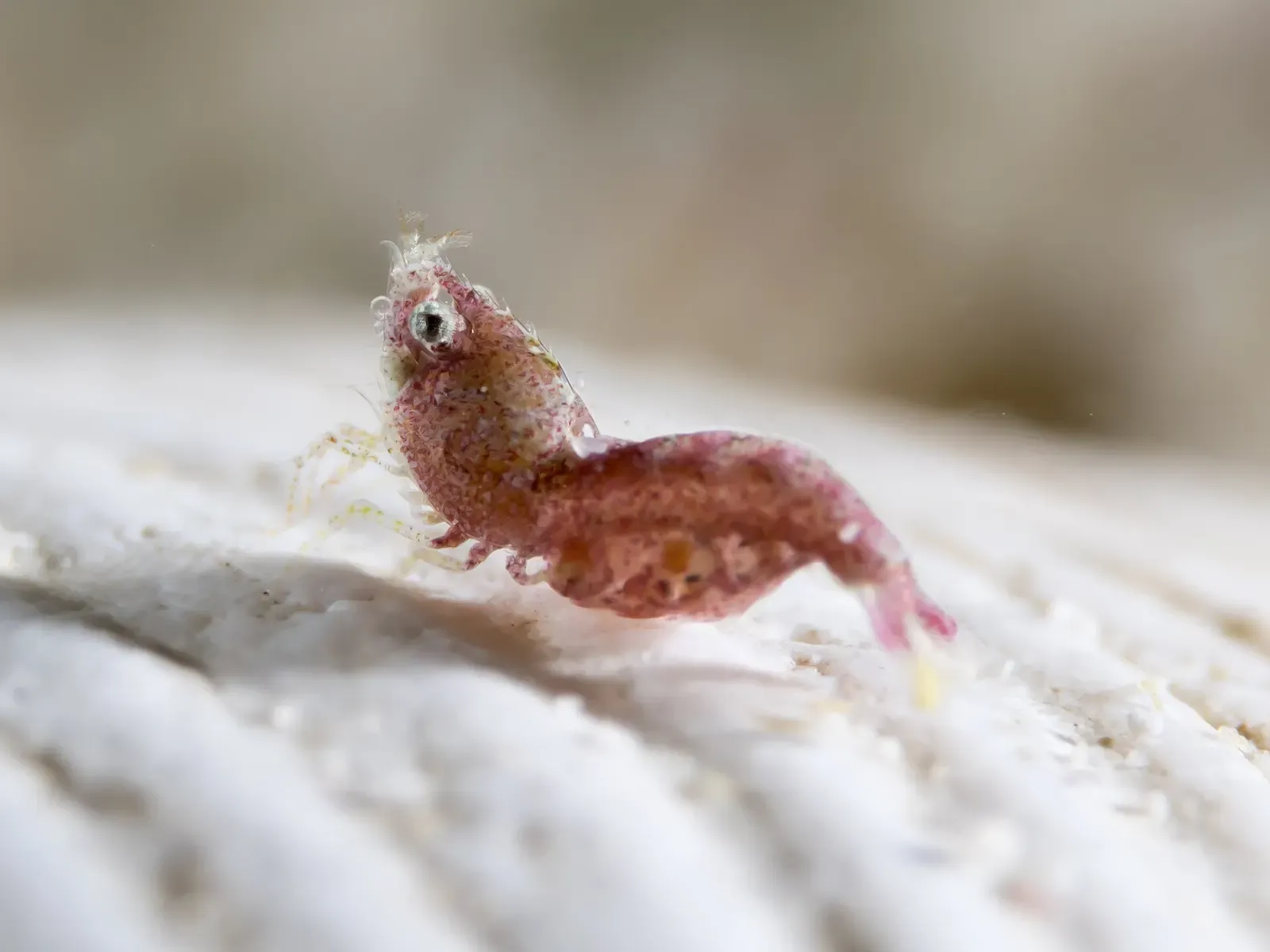 A tiny sashimi shrimp perches on white sand on Romblon's muck slopes.