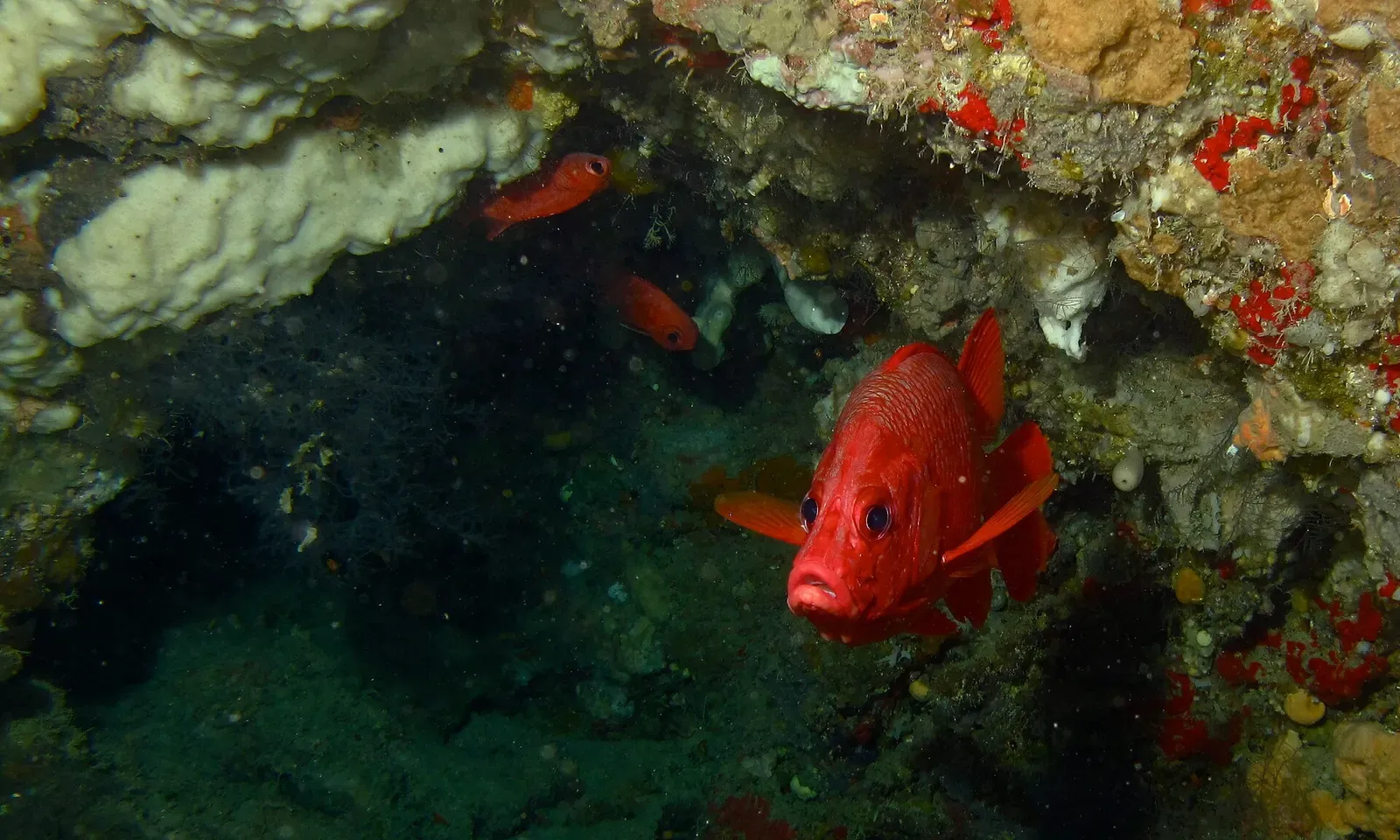A sabre squirrelfish shelters in a coral crevice at Hanging Gardens, Sipadan.