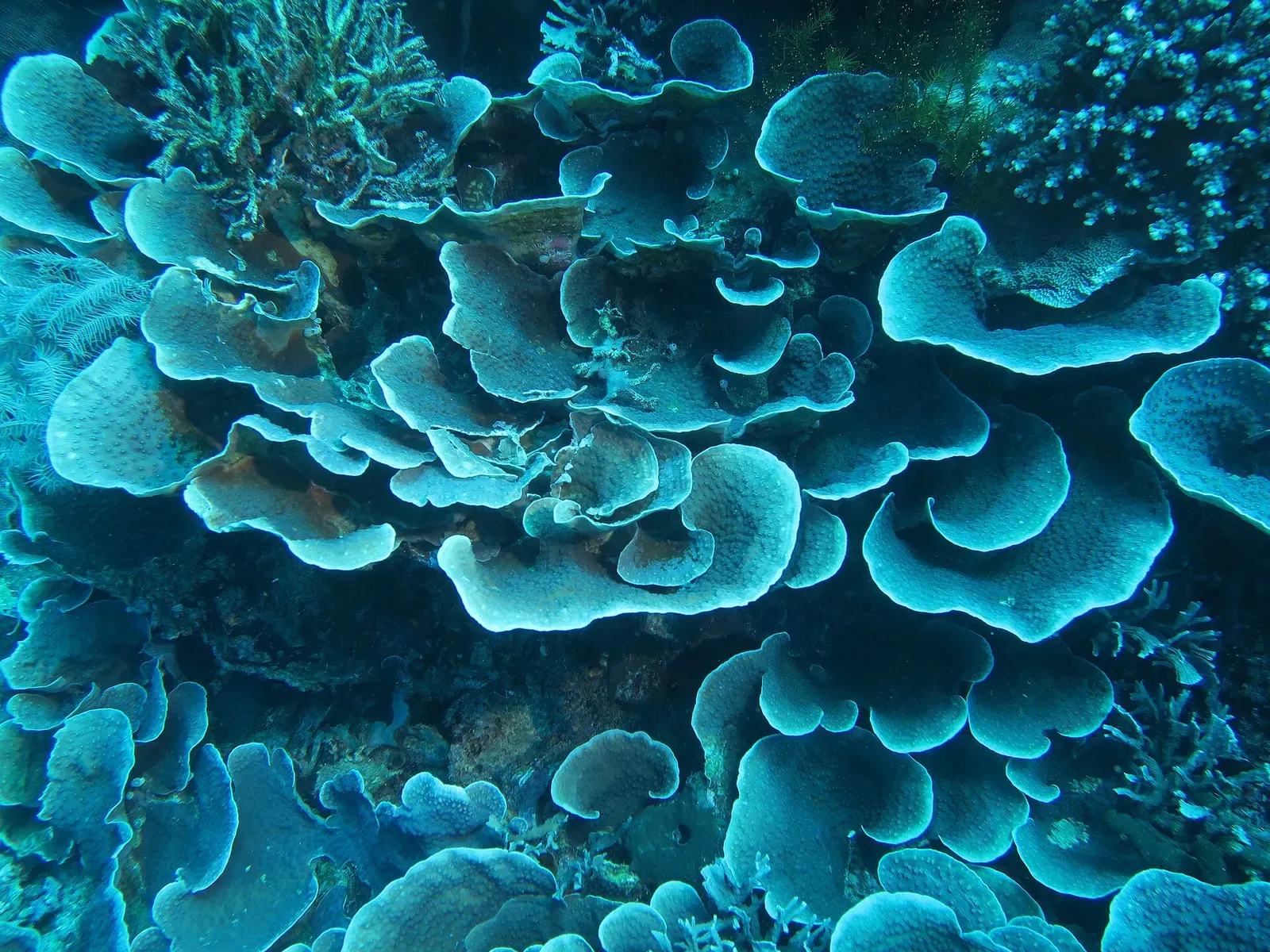Layered salad coral formations covering the reef at the Banua Wuhu volcano