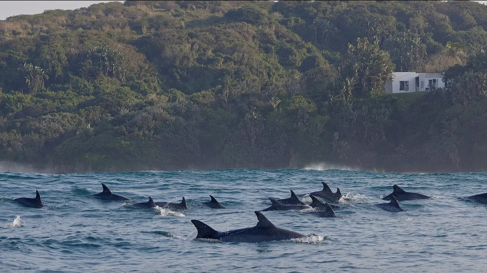 A pod of dolphins surfaces together in the swell off a green coastal headland.