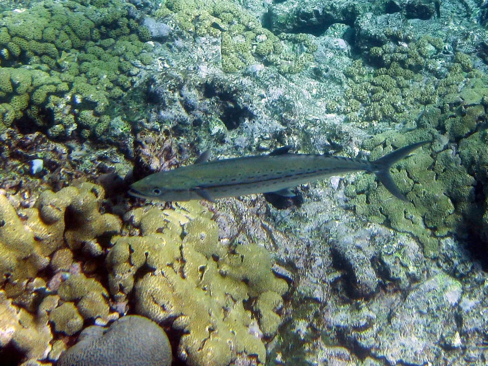 A cero mackerel swims over a shallow coral reef in the Los Roques archipelago.