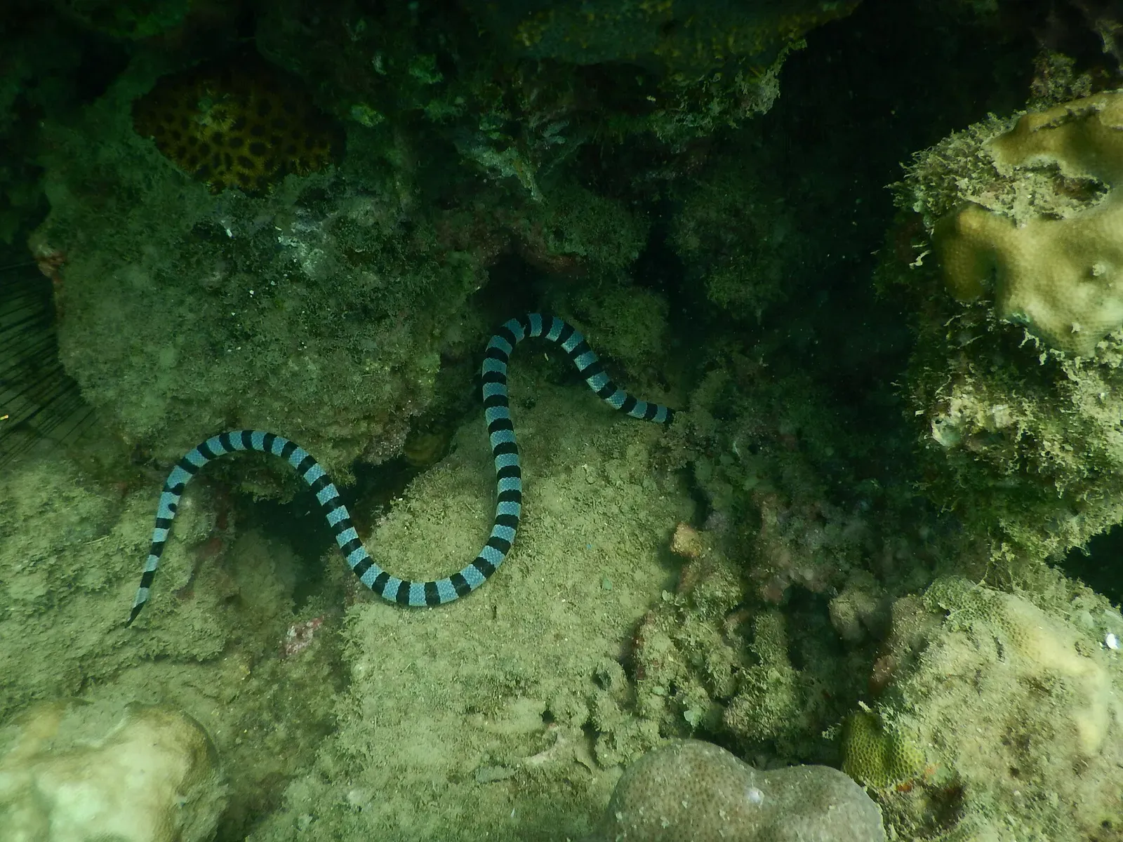 A banded sea krait winds across coral rubble on a reef in the Andaman Islands