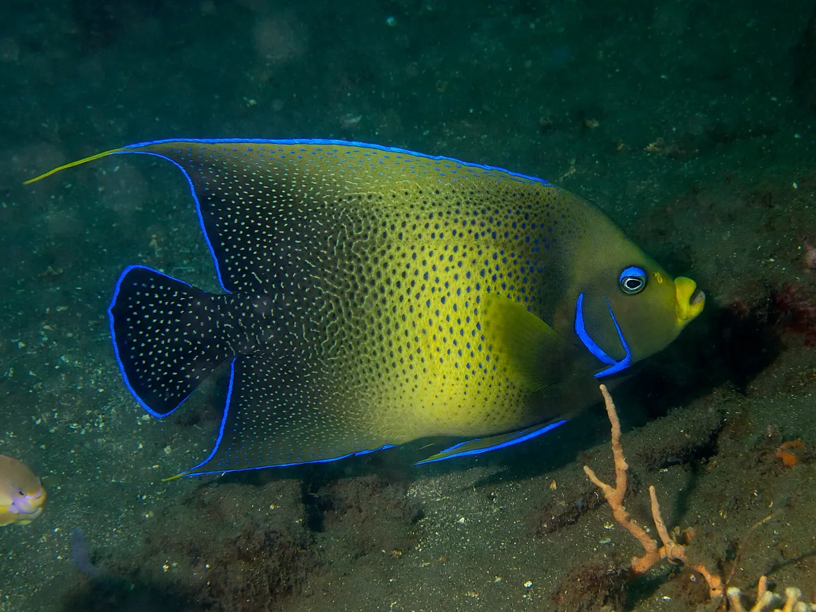 A semicircle angelfish with blue-edged yellow scales swims over the reef at Dauin.