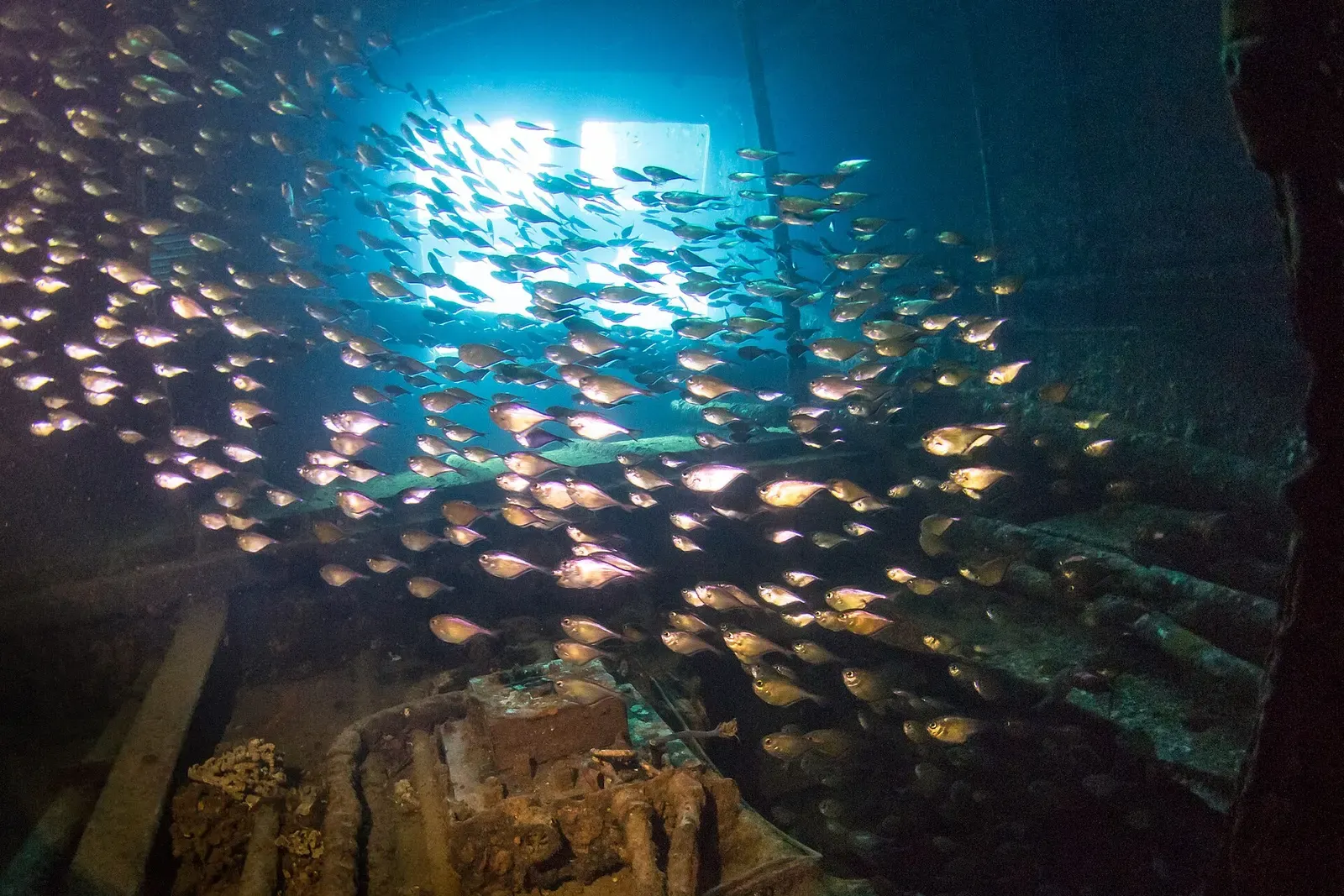 A dense school of sweepers hovers inside a sunlit opening of the Giannis D wreck at Abu Nuhas.