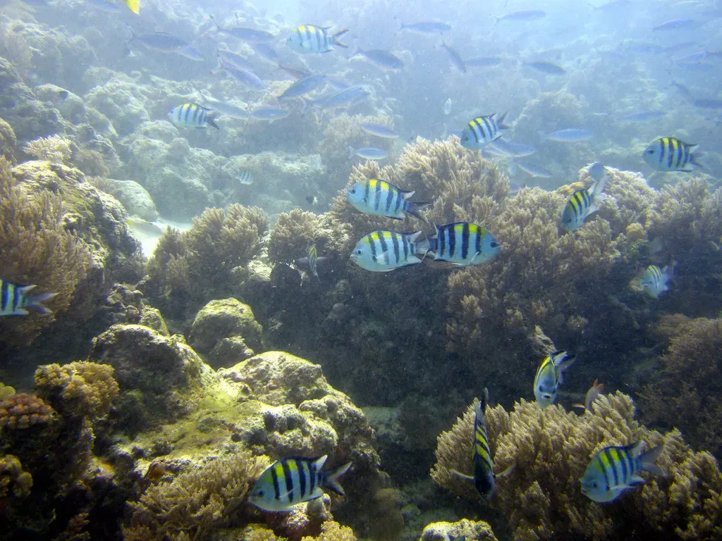 A shoal of striped sergeant major damselfish swims over a coral reef near Mnemba Atoll
