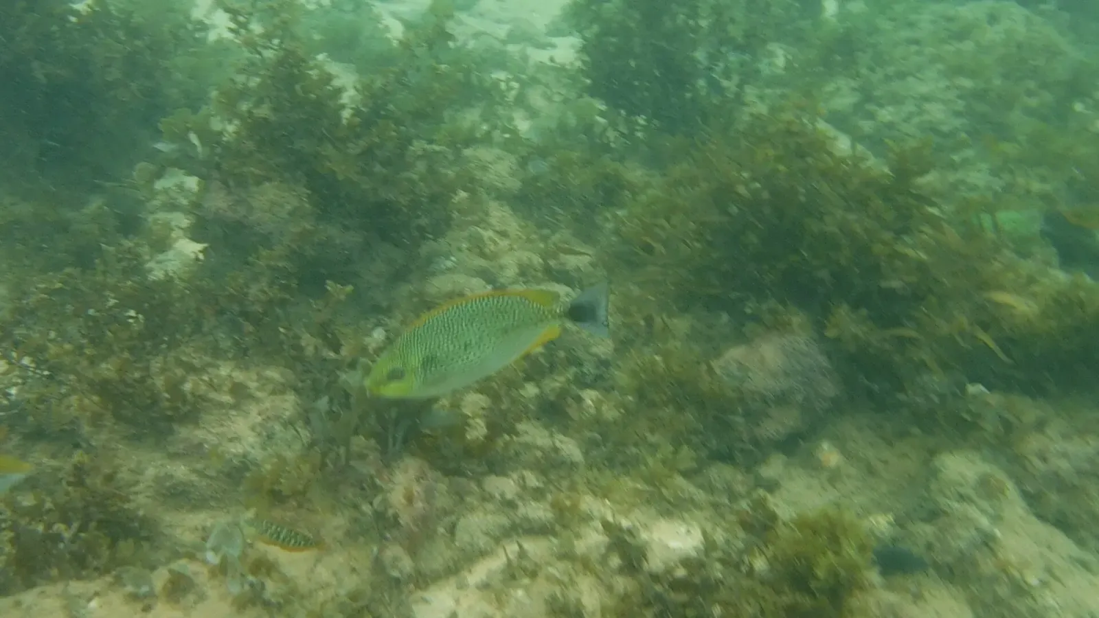 A Java rabbitfish swims over a shallow, algae-covered reef off Phu Quoc, Vietnam