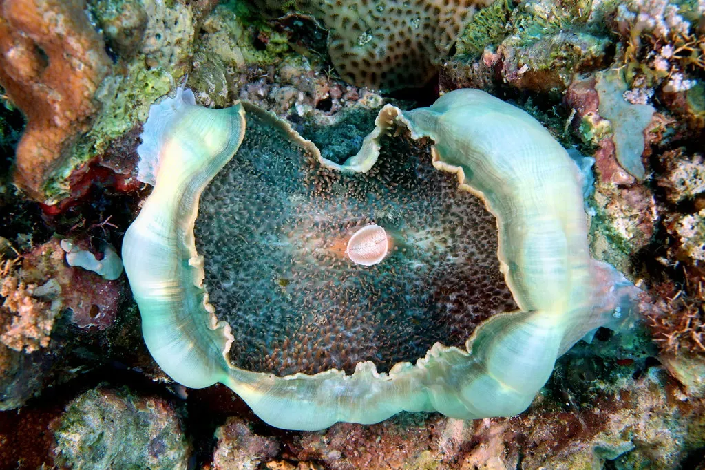 A coralliomorph anemone opens wide on the reef at Coco Grove, Siquijor.