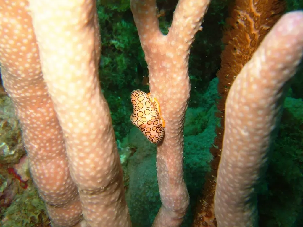 Flamingo tongue snail on a sea fan while diving in Grenada