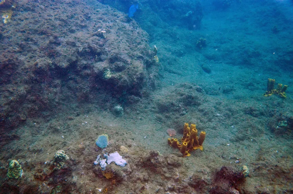 A shallow reef scattered with yellow tube sponges at Champagne Beach, Dominica.