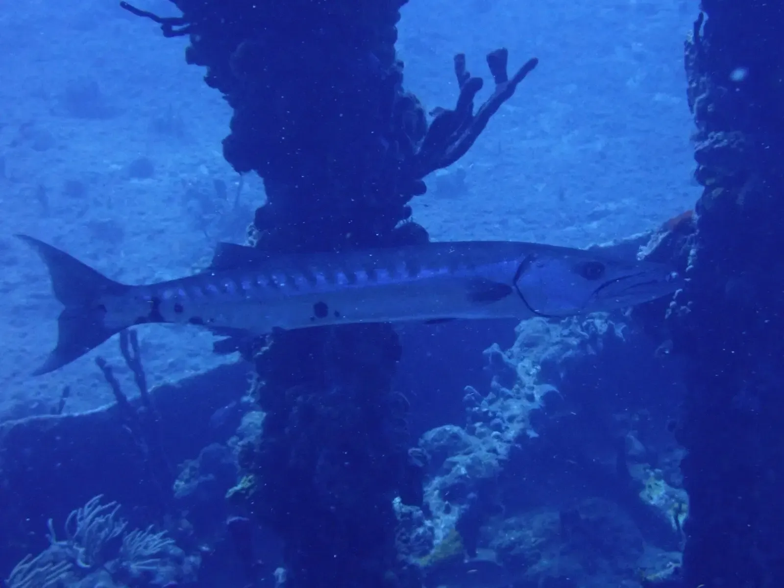 A great barracuda swims past coral-encrusted pilings in the British Virgin Islands.