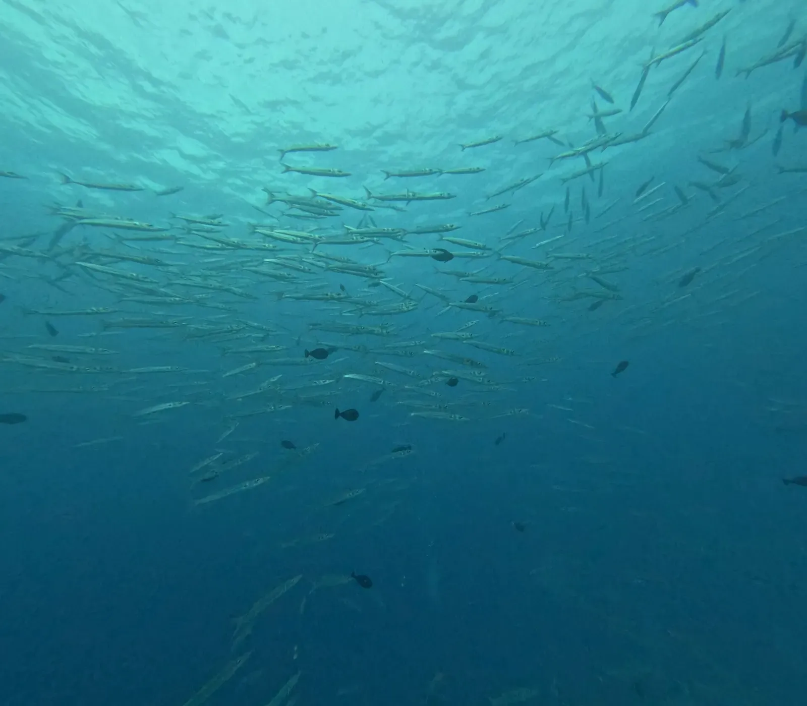 Bigeye barracuda school swimming over a reef under sunlit blue water in Palau