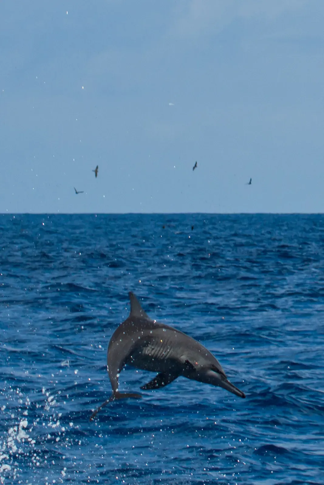 A spinner dolphin leaping clear of the water in the open Indian Ocean off Alphonse Atoll