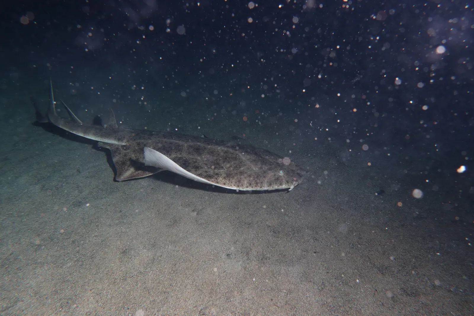 An angelshark glides just above the seabed, its flattened body blending into the sand off Lanzarote