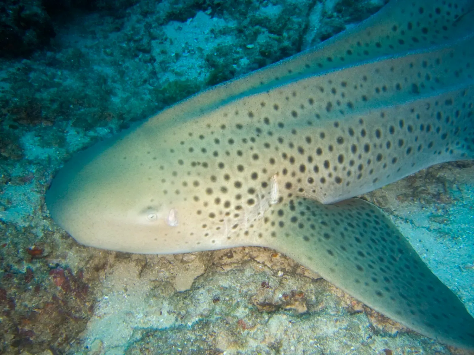A zebra shark rests on the sandy seabed off Tofo Beach, Mozambique.