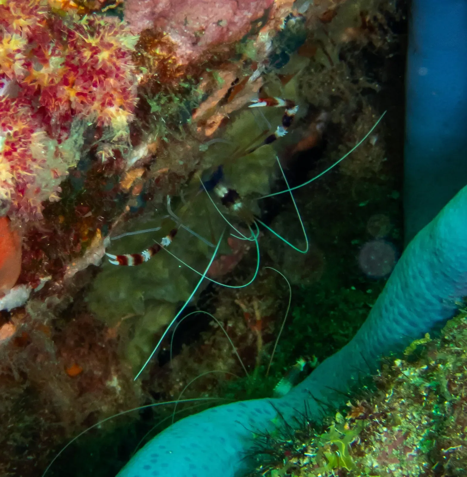 A banded coral shrimp shelters beside a blue tube sponge on the reef at Hin Daeng