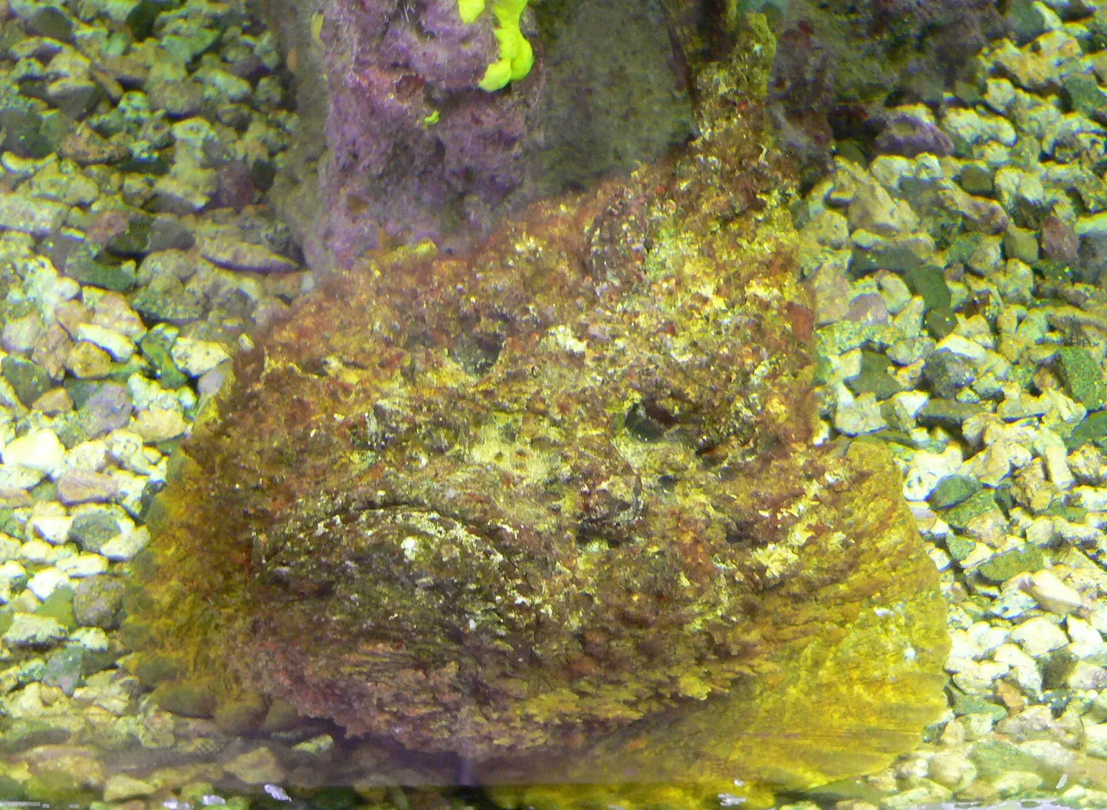 A reef stonefish camouflaged among coral and algae in the Gulf of Aqaba