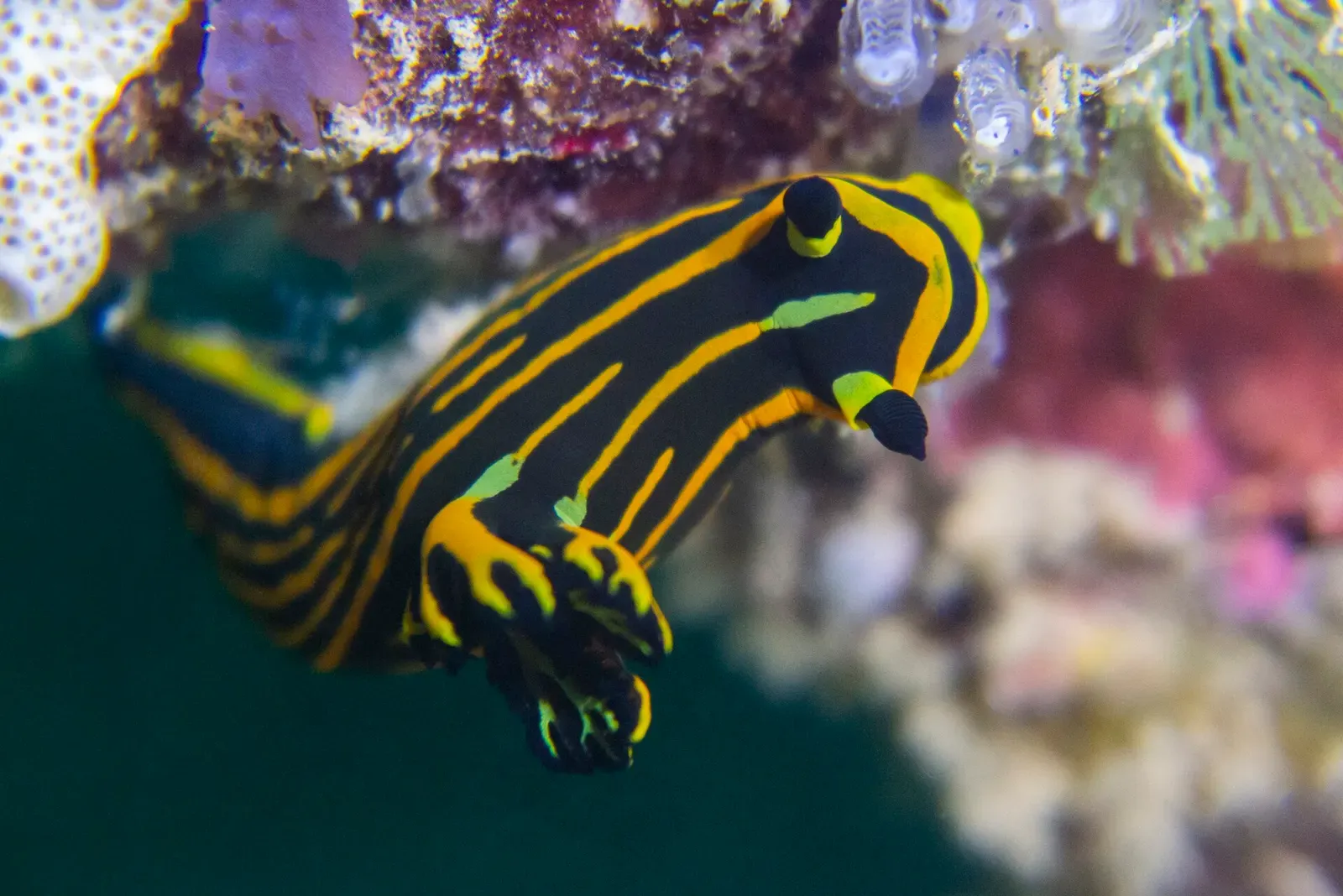 A black and yellow striped orange-lined nudibranch crawls over the reef in Tanzania
