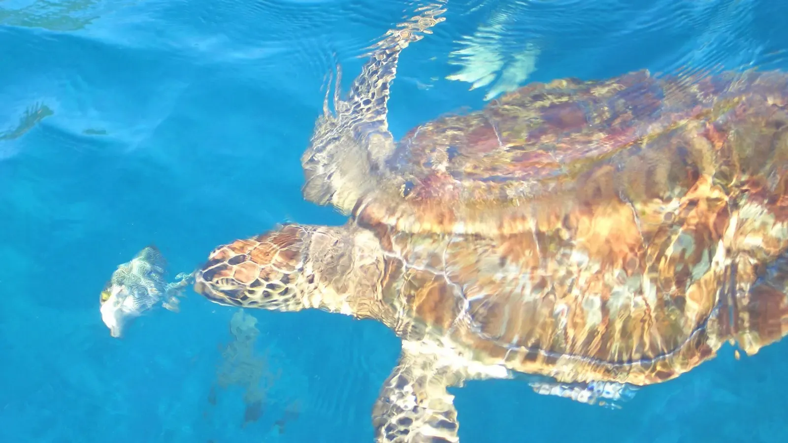 A sea turtle swims near the surface over a reef at the Similan Islands