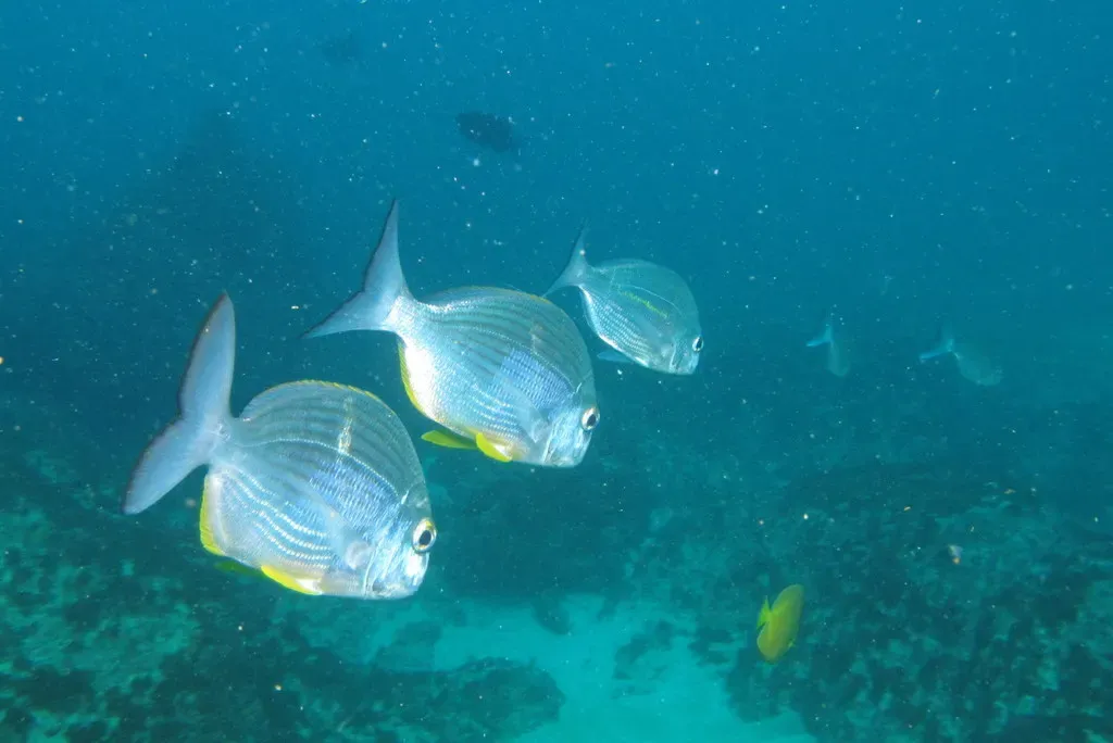 Three silvery Natal stumpnose fish swim in a row over the reef at Aliwal Shoal.