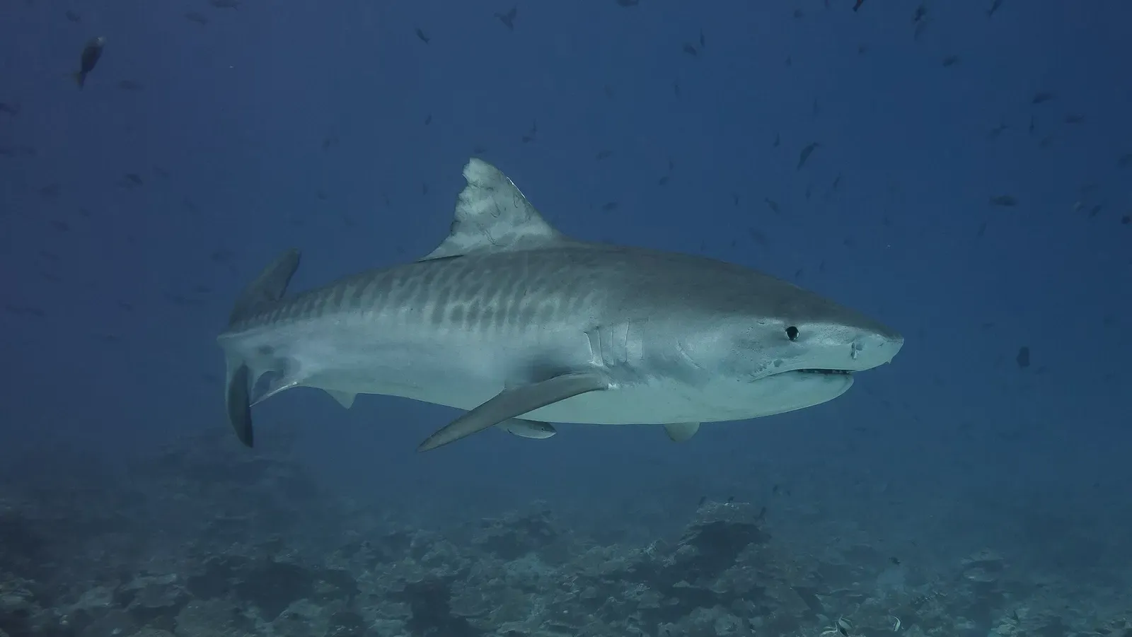 A tiger shark glides over the reef in open blue water off Cocos Island.