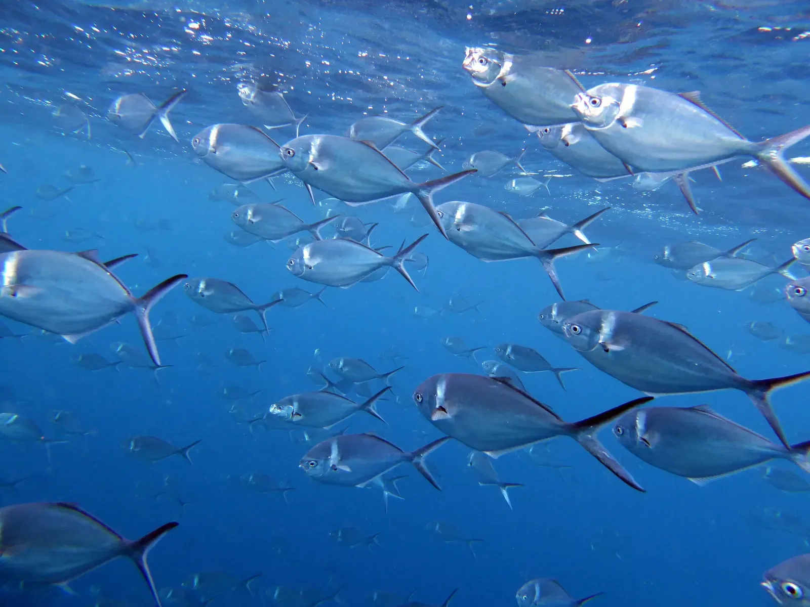 Steel pompano swim just beneath the sunlit surface off Wolf Island.