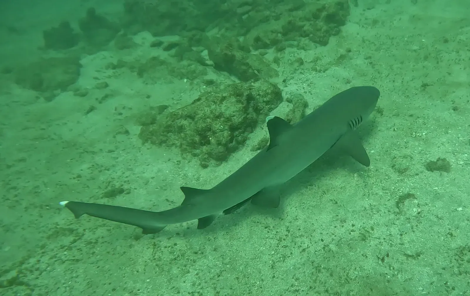 A whitetip reef shark swims away over a rocky pinnacle, its white-tipped tail trailing behind