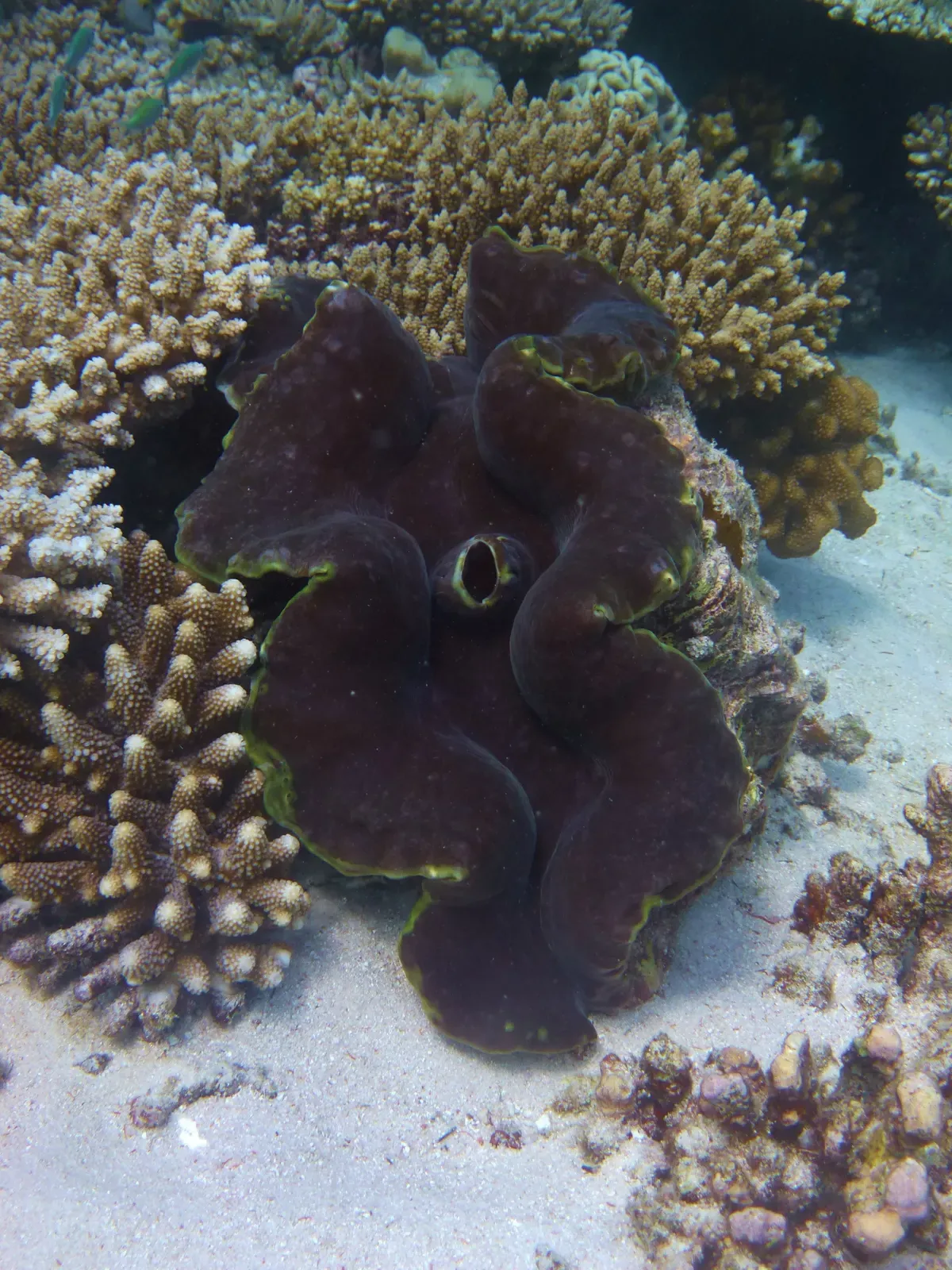 A giant clam nestled among staghorn coral on a reef at Angafaru in Baa Atoll