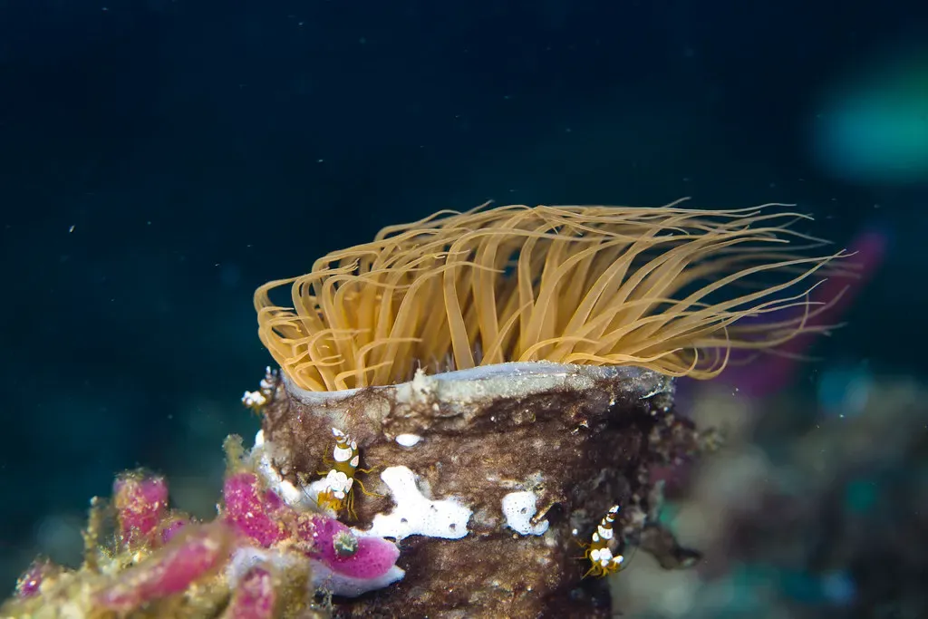 Orange tube anemone with feathery tentacles and tiny anemonefish sheltering at its base