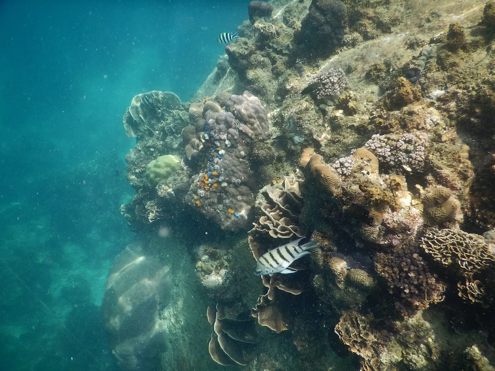 Damselfish and hard corals covering a boulder reef off Koh Tao