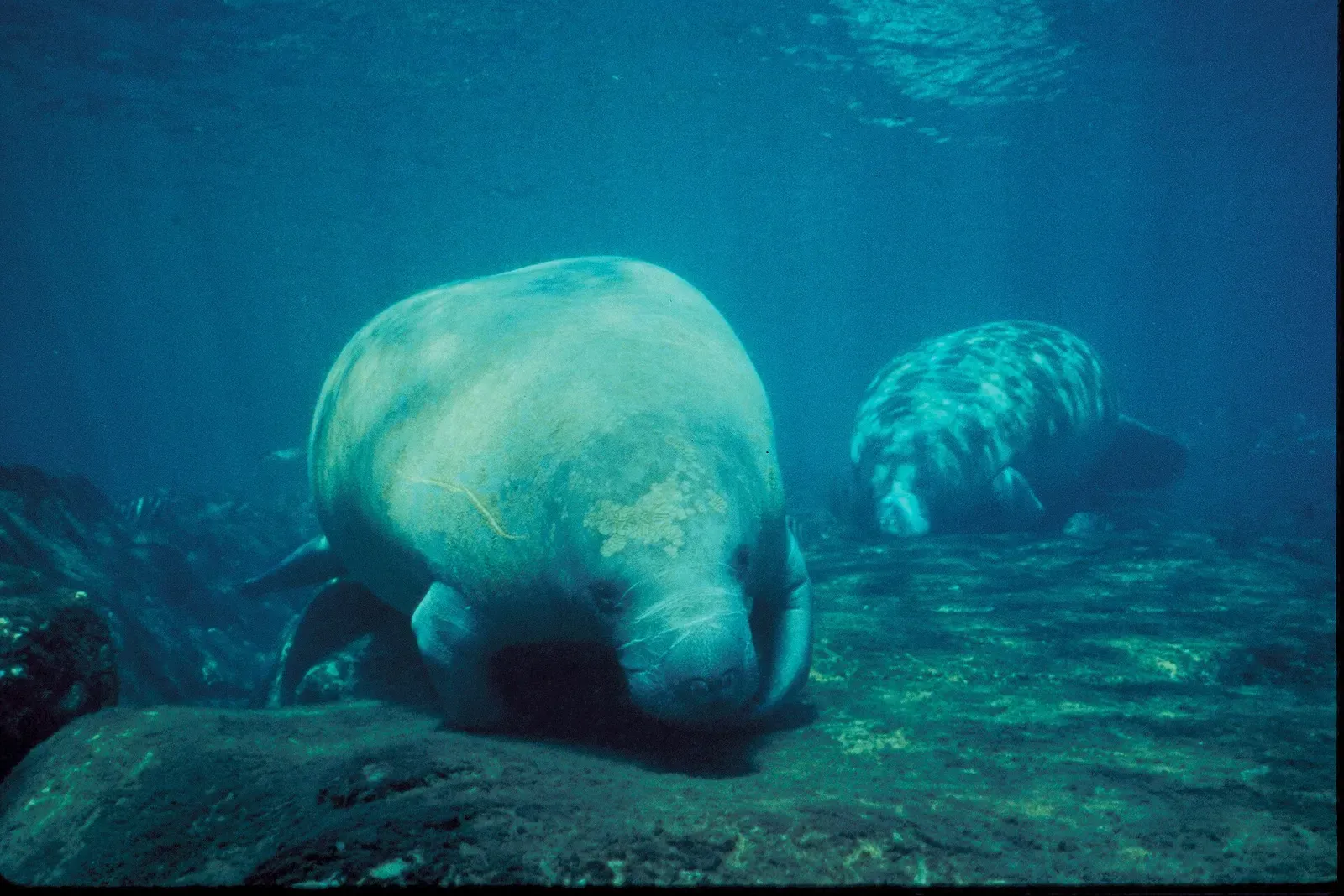 Two Florida manatees swim close together in the clear spring waters of Crystal River.