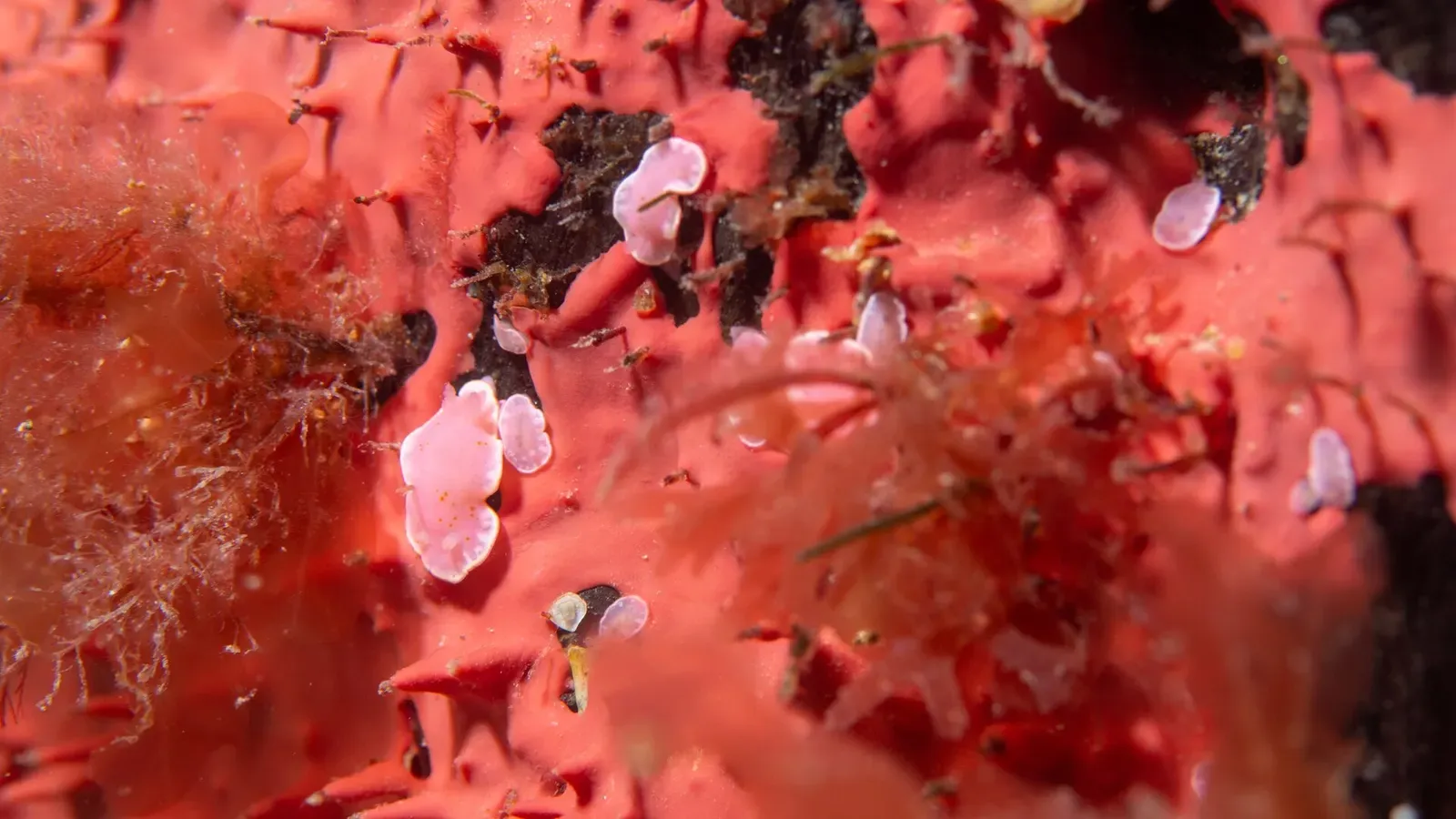 Pink Verconia nudibranch camouflaged against a vivid red sponge on a Port Phillip reef