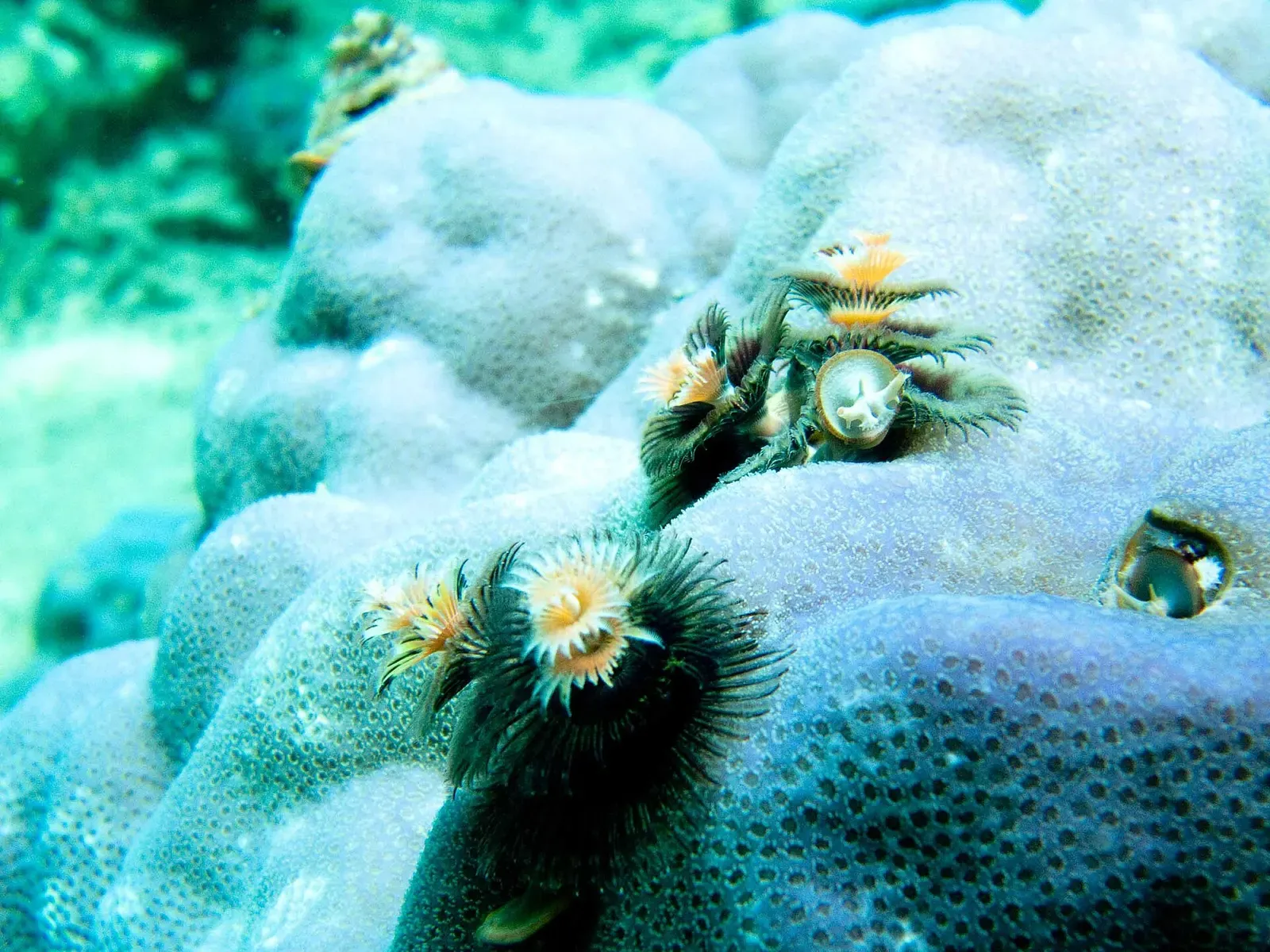 A pink skunk anemonefish swims among the tentacles of a sea anemone off Nha Trang
