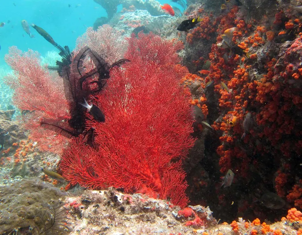 A bright red sea fan spreads across a coral wall crowded with small reef fish.