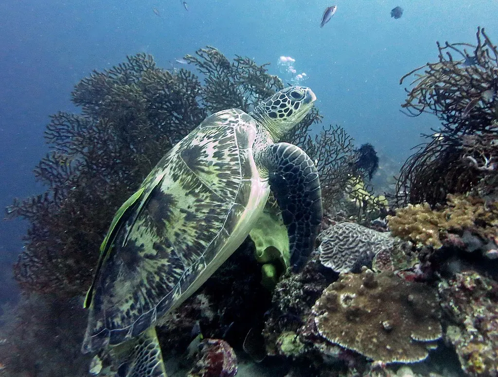 A green sea turtle rests among soft coral and sea fans on a Moalboal reef.