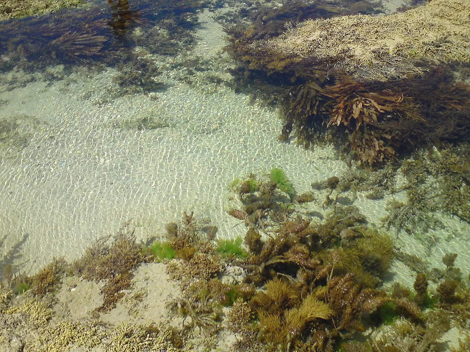 Clear shallow water reveals kelp-covered rock and sand near Sorrento on the Mornington Peninsula