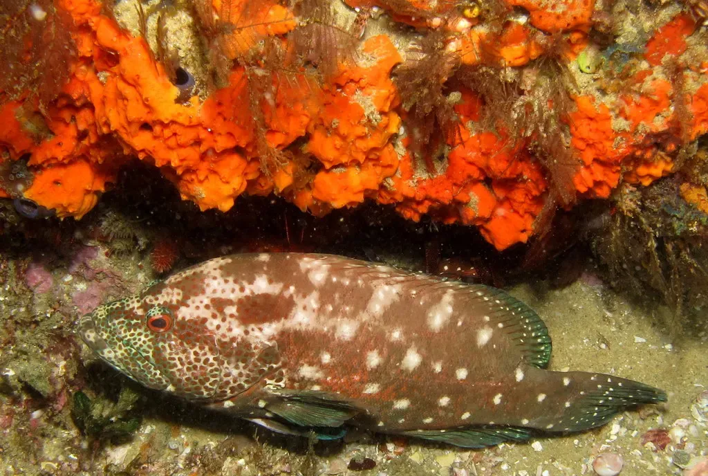 A speckled grouper rests beneath an orange sponge-covered overhang at Ponta do Ouro.