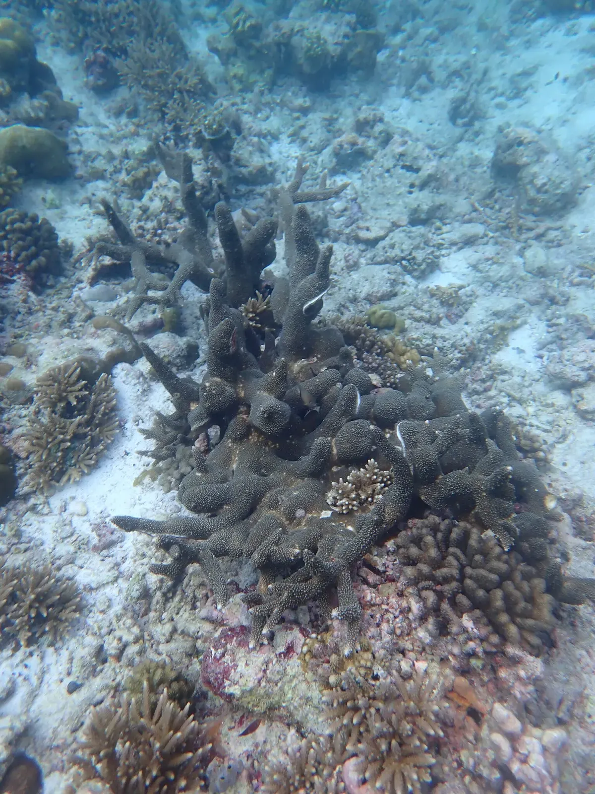 An Acropora robusta coral colony growing on a shallow Maldives reef flat